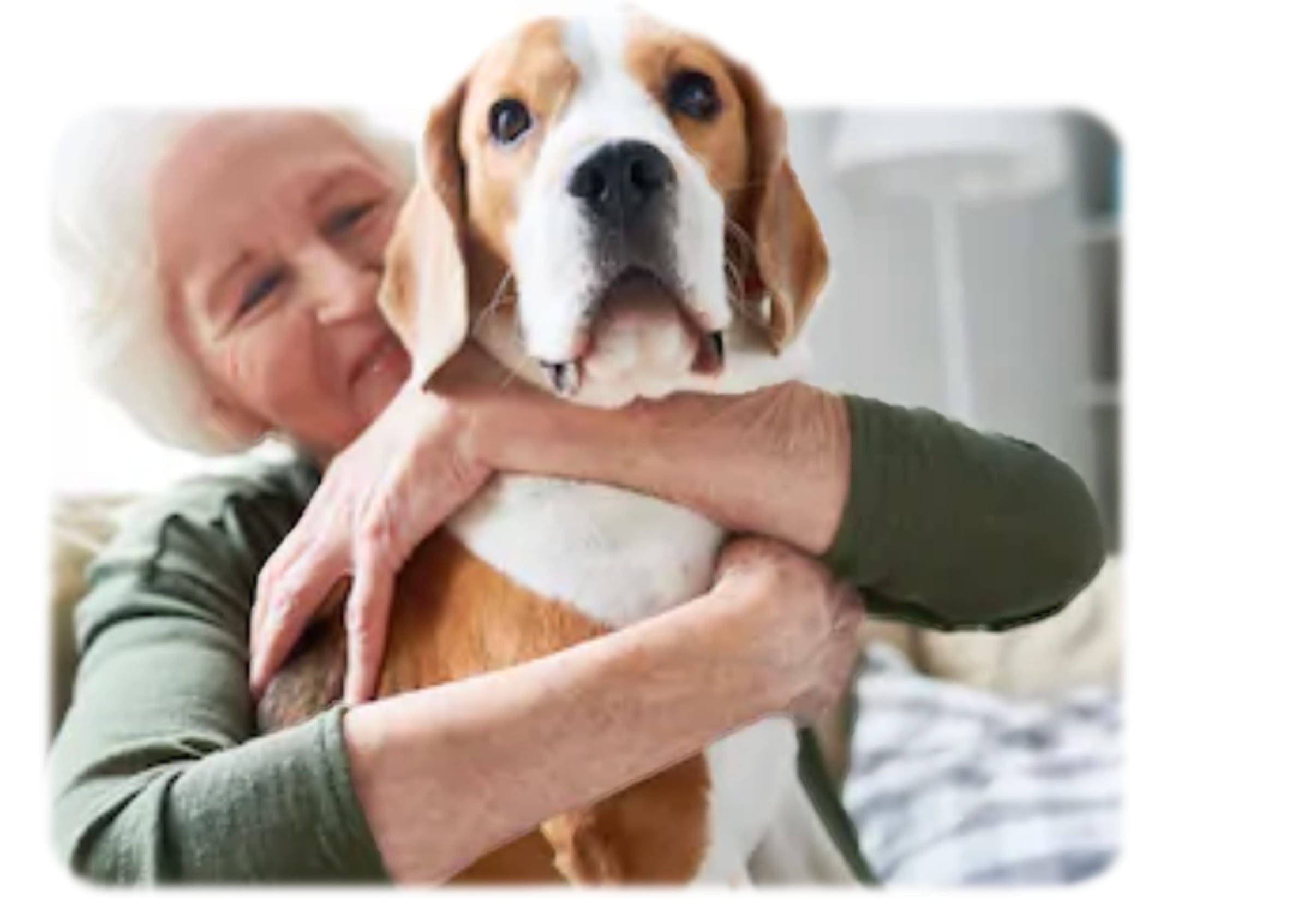 Close-up of a service dog handler gently resting their hand on their dog's head for comfort, representing mental health support.