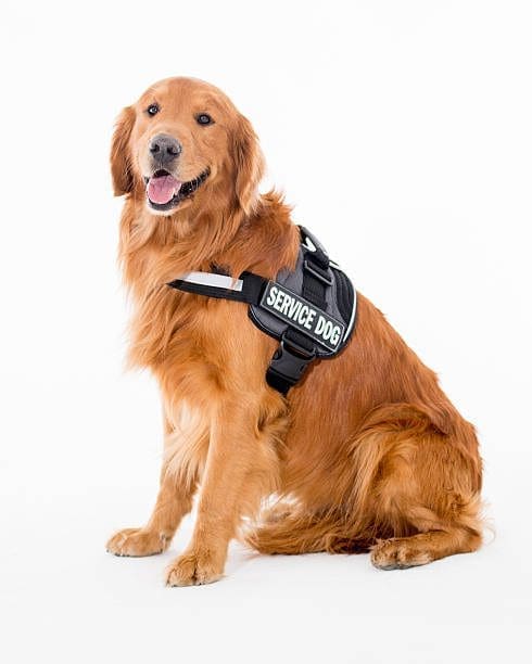 Trained service dog wearing a vest, calmly lying under a table