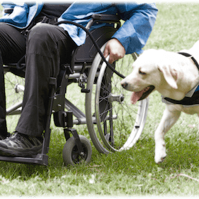 Service Dog assisting its partner with a wheelchair