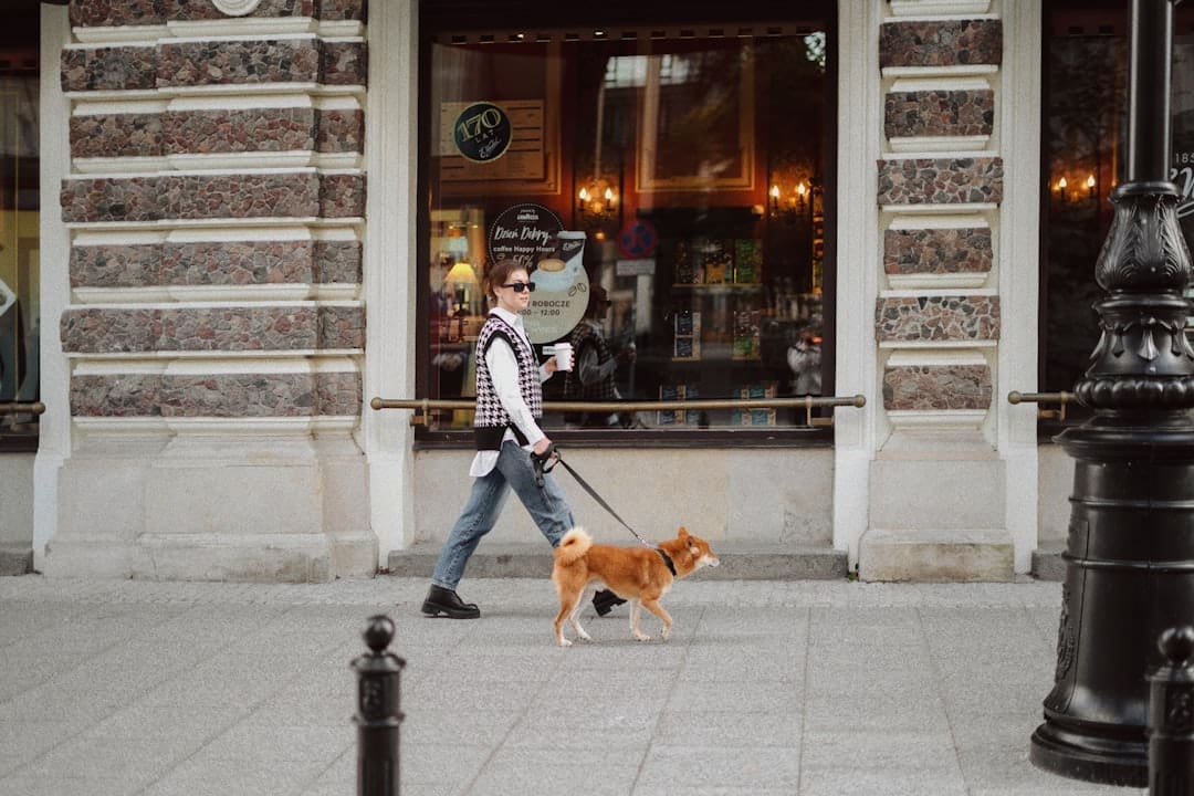 service dog gear — a person walking a dog on a leash