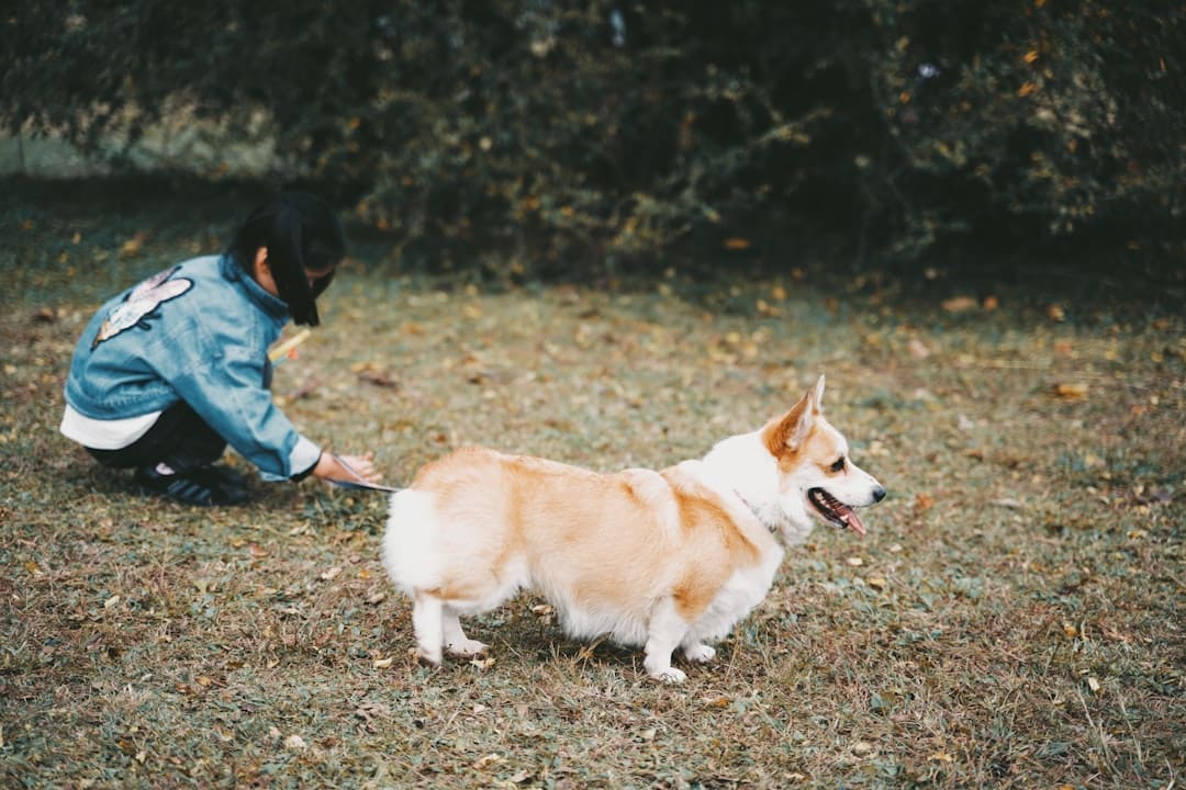 service dog gear — person in blue denim jacket and blue denim jeans walking on brown soil with brown and