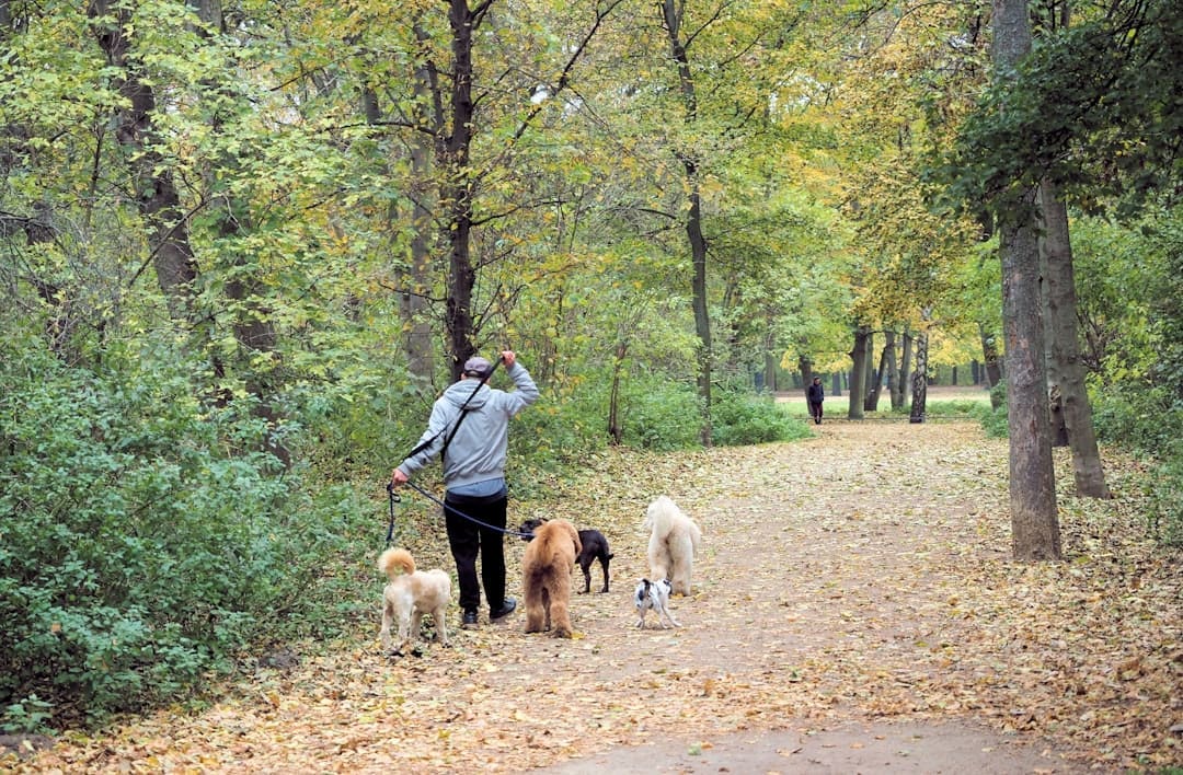 rescue dog — Person walking several dogs on a leaf-covered path.