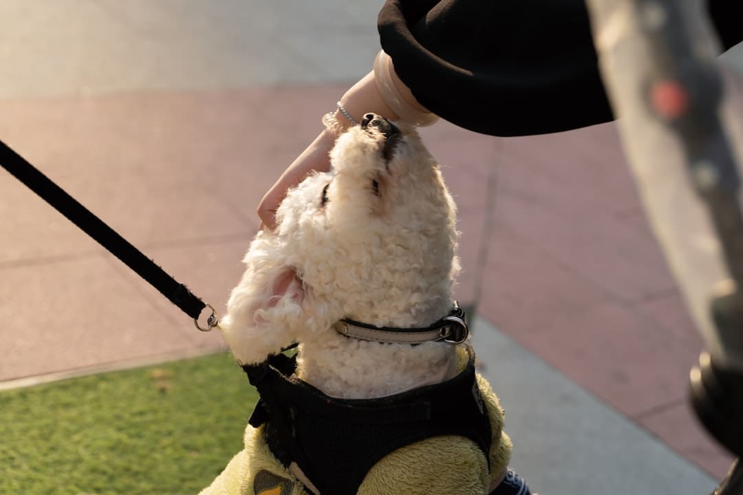 rescue dog — a small white dog wearing a harness on a leash
