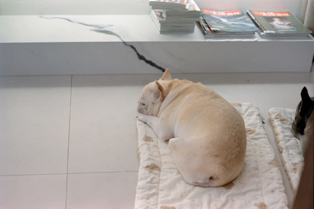 service dog apartment — A french bulldog naps comfortably on a soft mat.