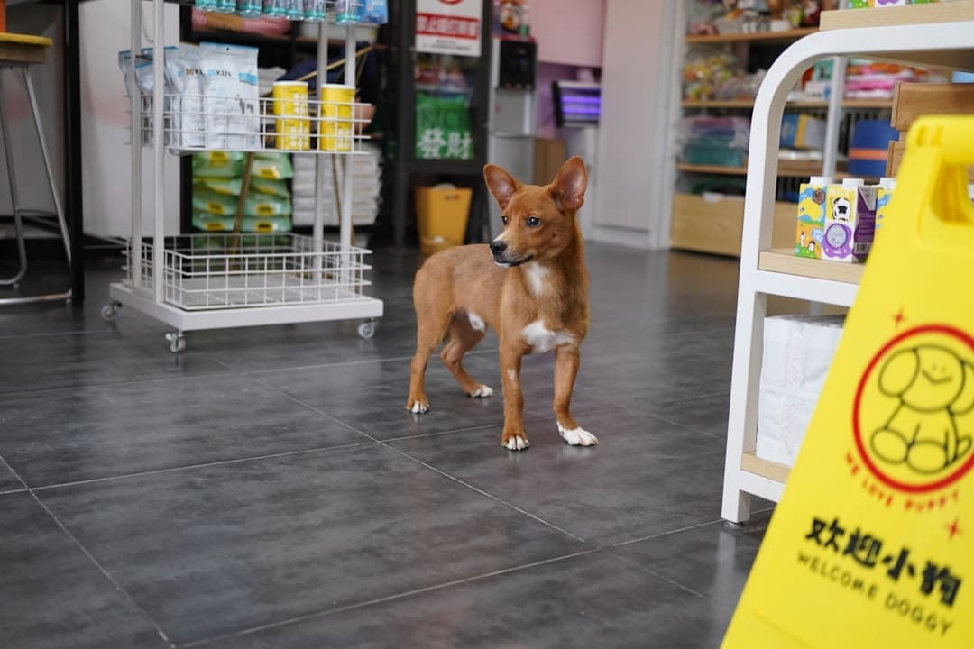 service dog removal — A small brown dog standing in a store