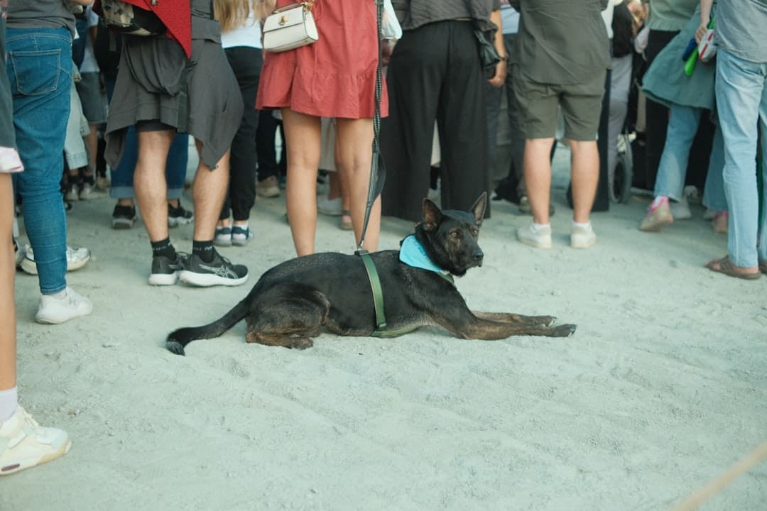 service dog removal — A black dog lies on the ground surrounded by people.