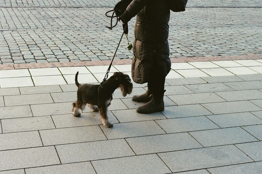 access challenges — person in black jacket and gray pants holding black and brown short coated small dog