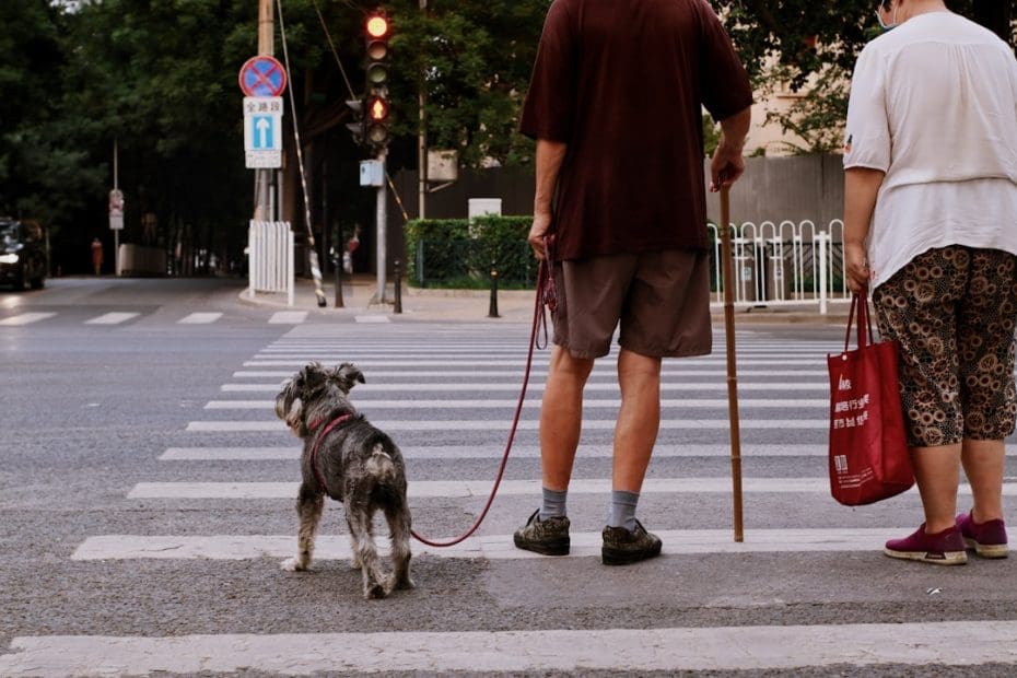 access challenges — 7 Proven Scripts for Handling Service Dog Access Challenges with Confidence