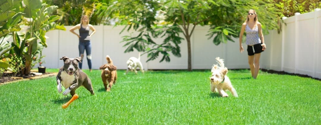 nightmare interruption — white and brown dogs on green grass field during daytime