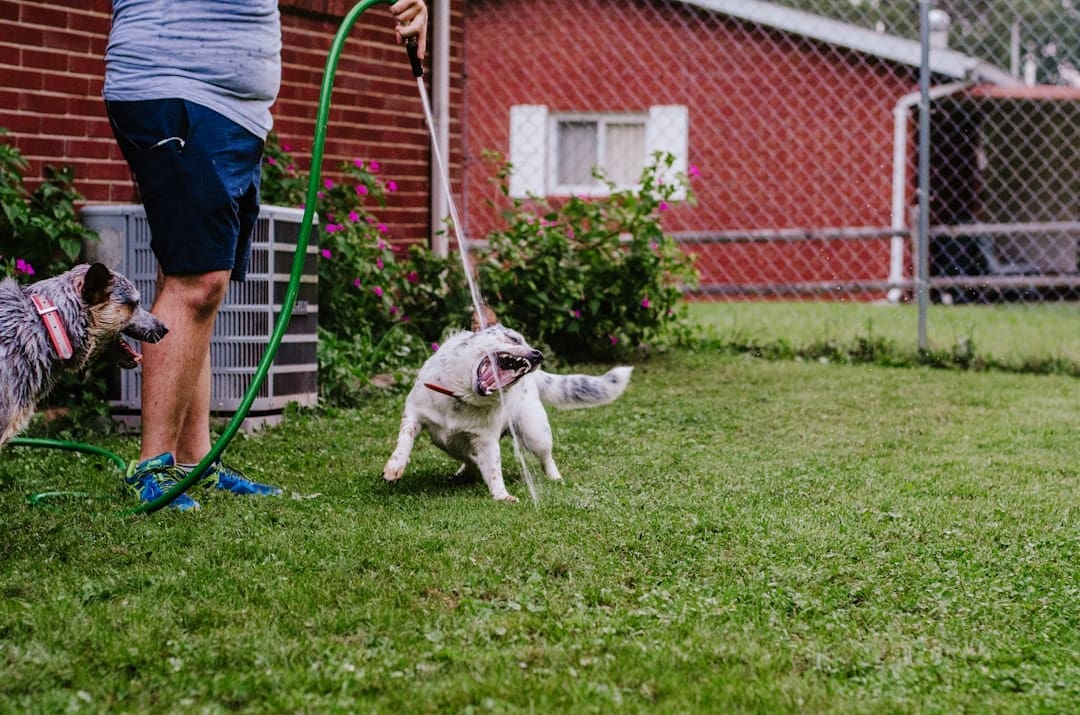 nightmare interruption — two dogs playing with a hose in a yard