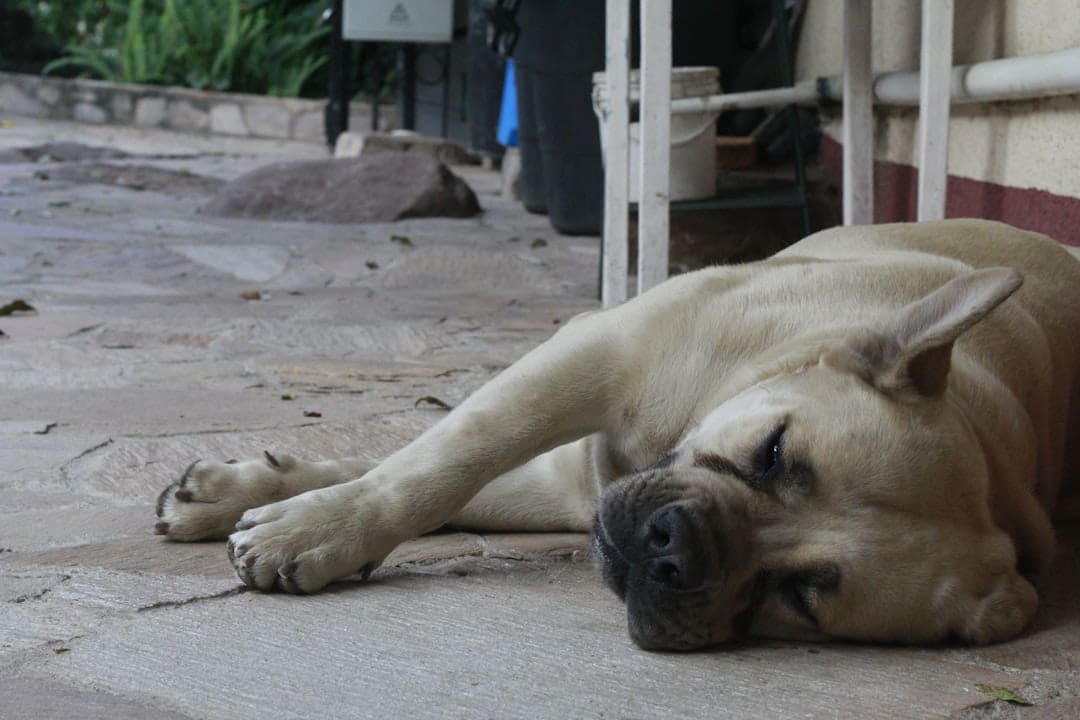 handler burnout — a dog lying on the ground