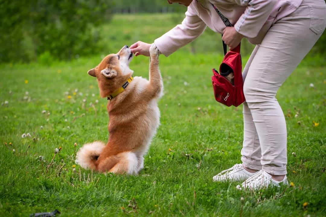 deep pressure therapy — person in white pants and brown jacket holding brown and white short coated dog on green