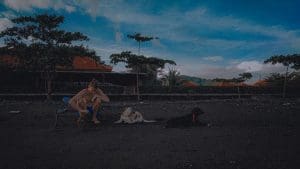 15 Essential Psychiatric Service Dog Tasks: Complete Training Guide for Mental Health Support