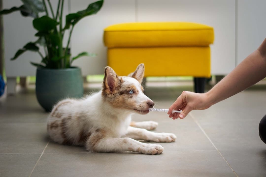 psychiatric service dog tasks — a dog laying on the floor with a person holding a stick
