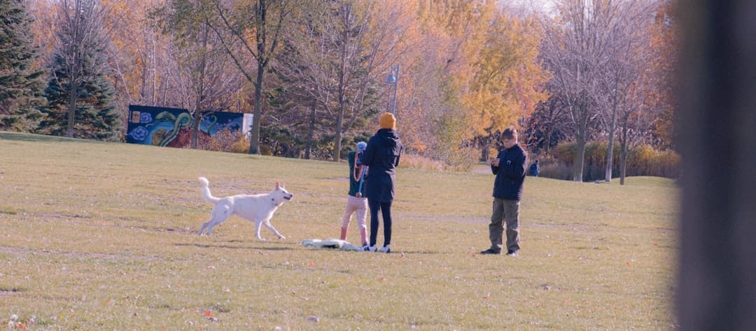 owner training. People and dog playing in a park