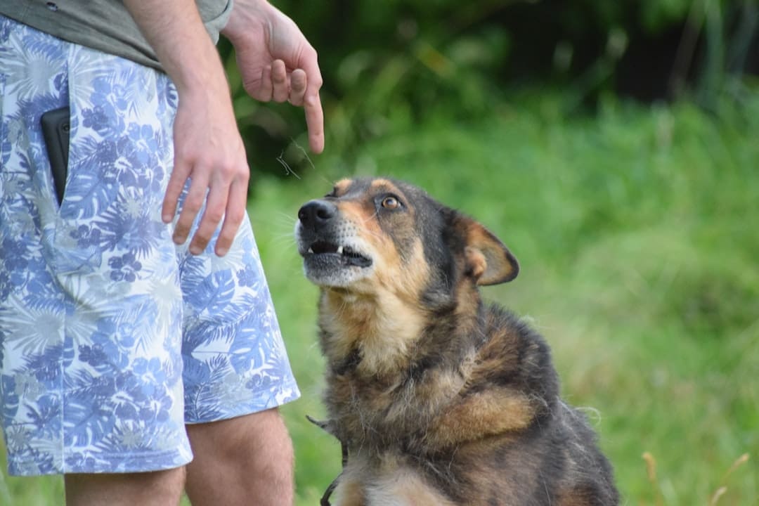 mobility assistance tasks. Person pointing at a dog with a concerned expression