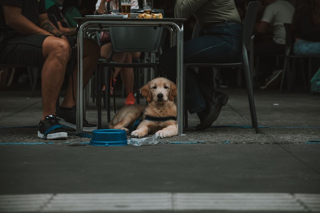 public access training — a dog sitting under a table next to a person