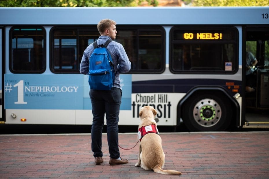 public access training — 7 Essential Public Access Training Steps for Service Dog Real-World Readiness