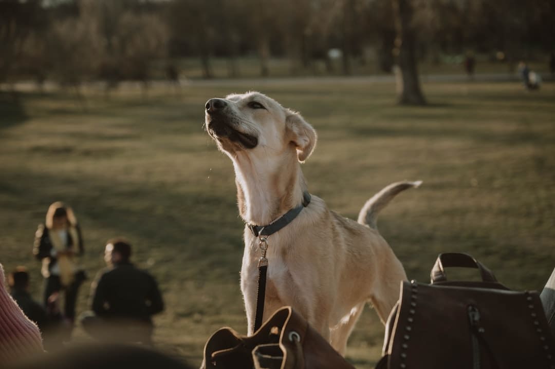 public access training. A light-colored dog looks up in a grassy park.