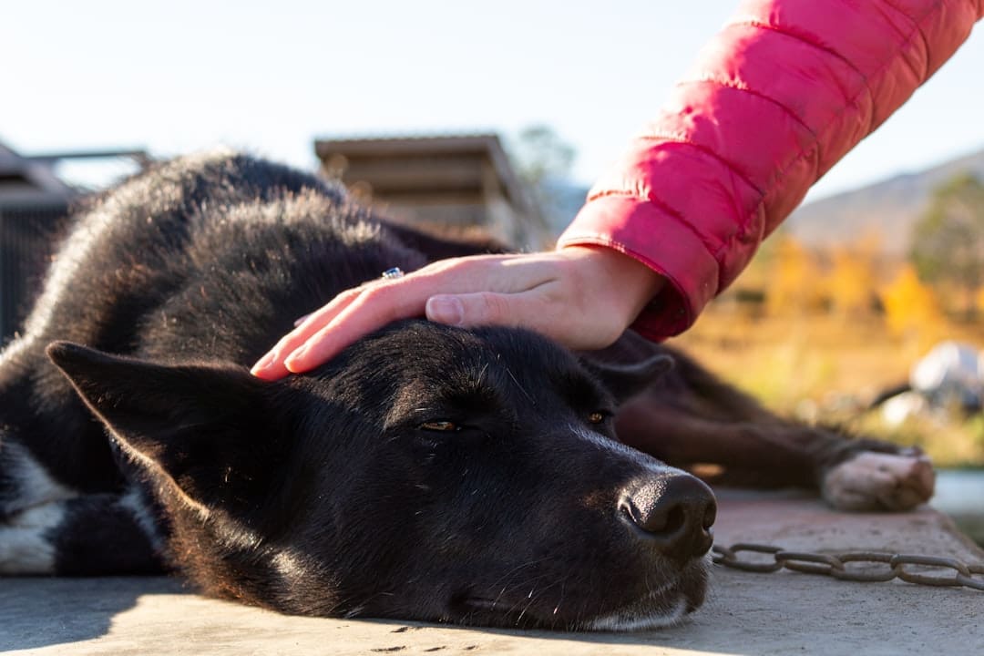 traveling service dog — person holding black short coated dog