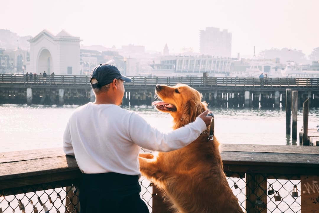 service dog gear. Man standing near Golden Labrador retriever viewing bridge and high-rise buildings