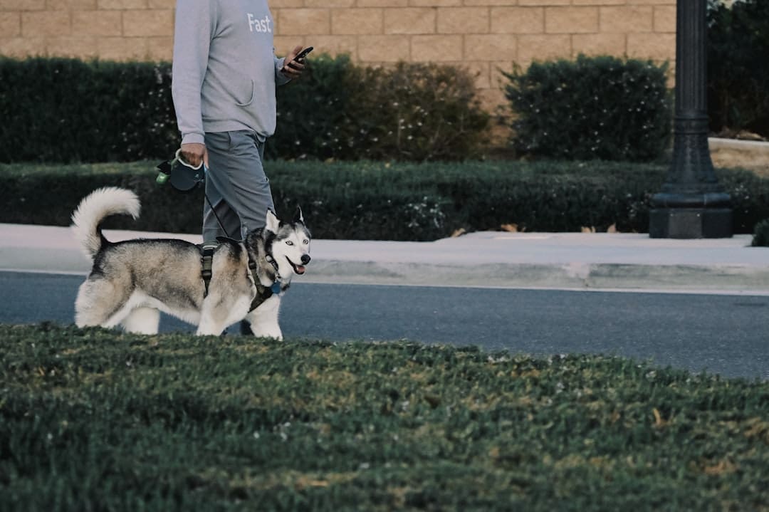 service dog gear. A man walking a husky dog down a street
