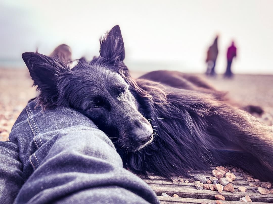 service dog gear — a black dog laying on top of a person's leg