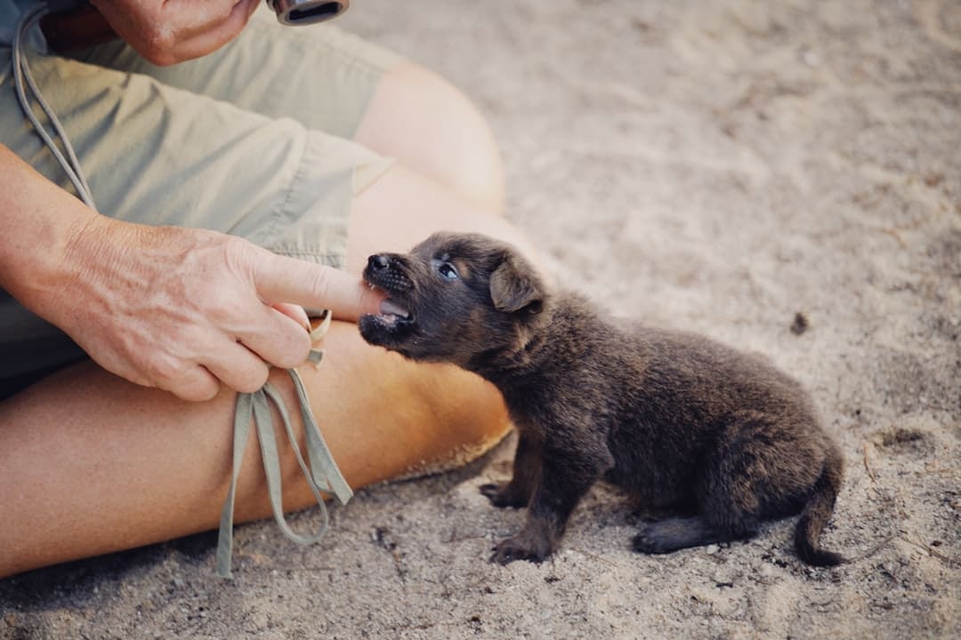 anxiety alert — a man holding a small black and brown puppy