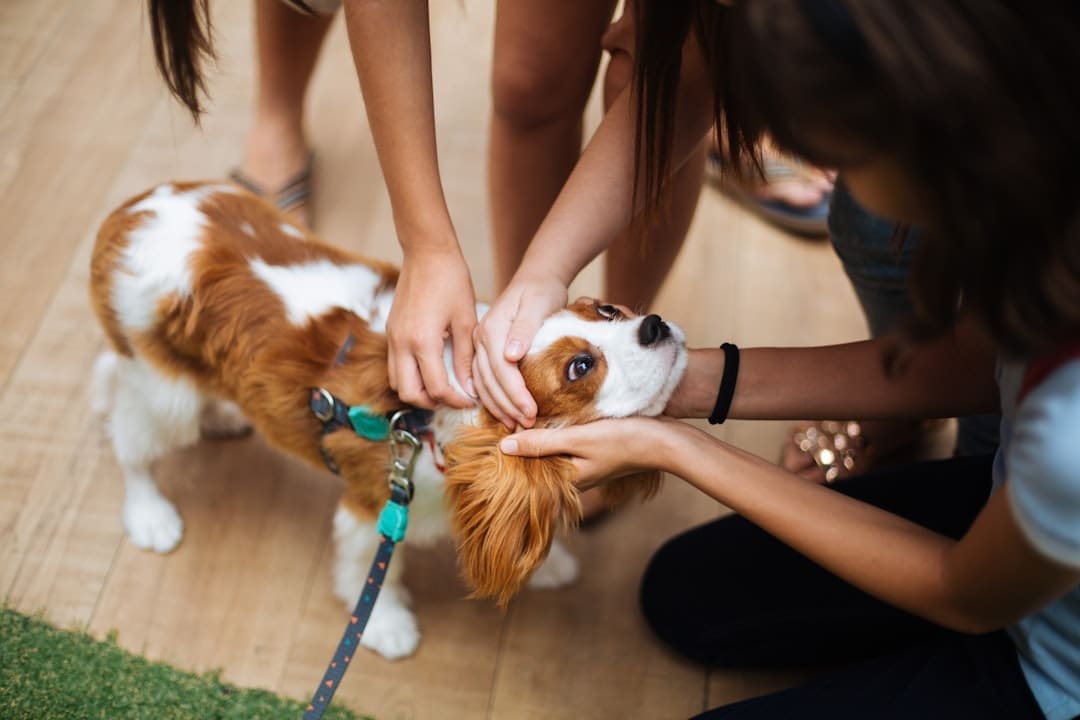 sick service dog — a woman petting a dog