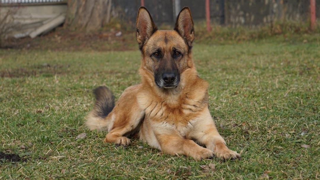 puppy evaluation — A german shepherd dog rests on grassy ground.