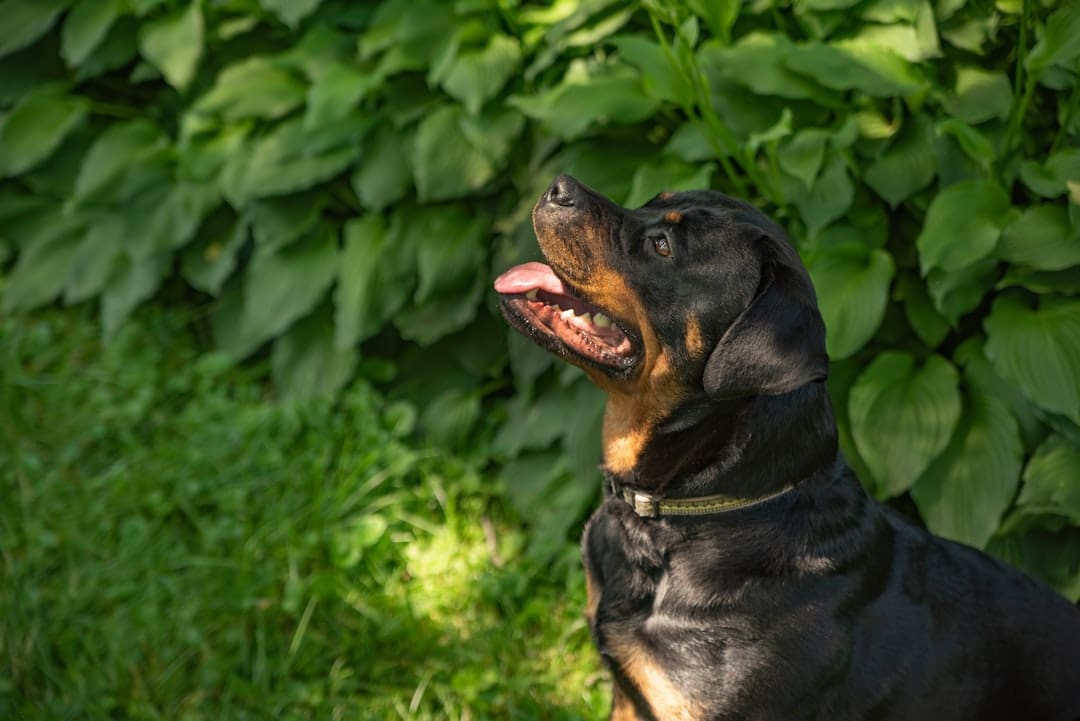 how long train — a black and brown dog sitting in the grass