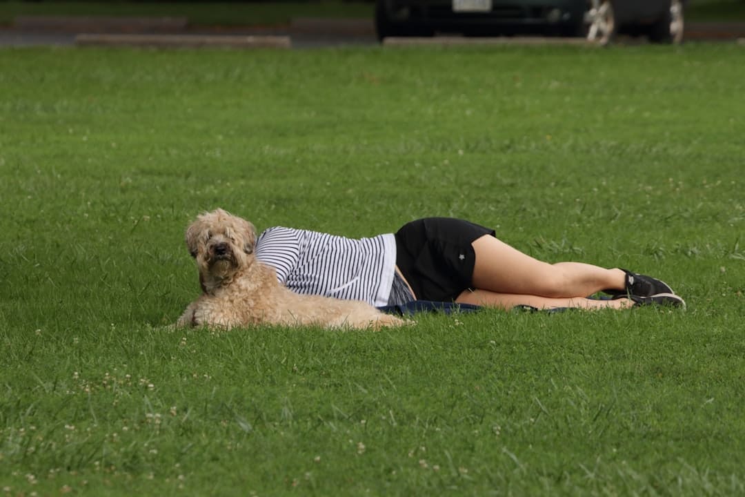 service dog retirement — brown long coated small dog on womans lap