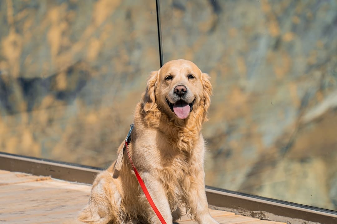 small breed service dogs. A happy golden retriever dog with a red leash