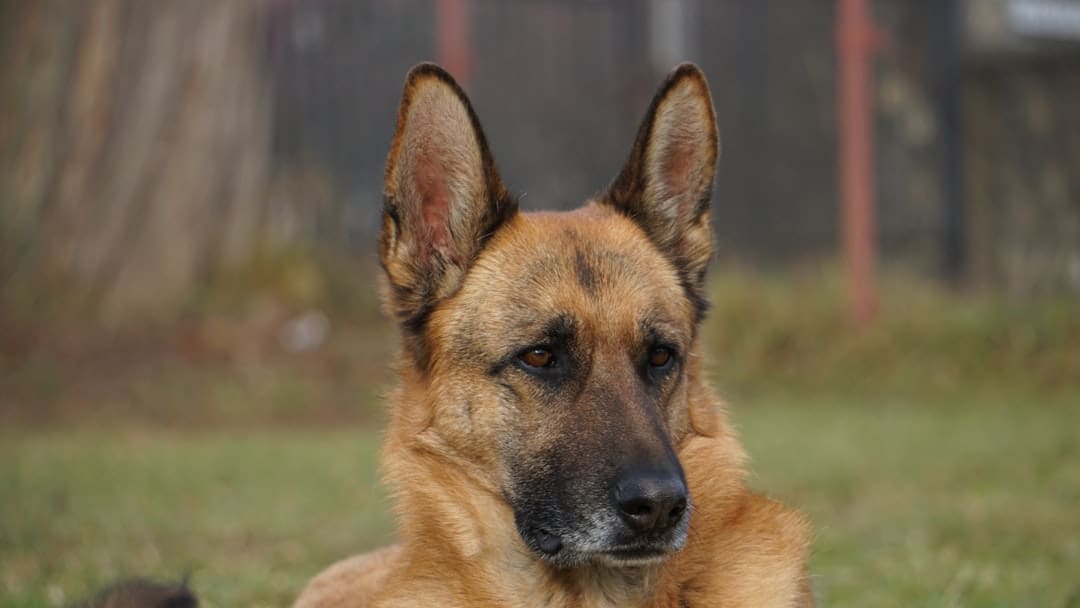 small breed service dogs. A german shepherd dog sits attentively outdoors.