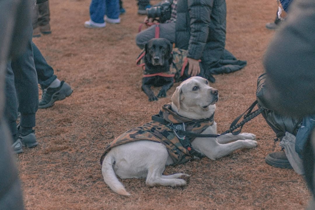 anxiety alert — a group of people standing around a dog on a leash