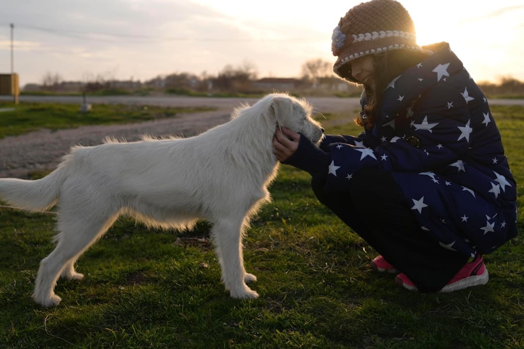 anxiety alert — A person petting a white dog at sunset