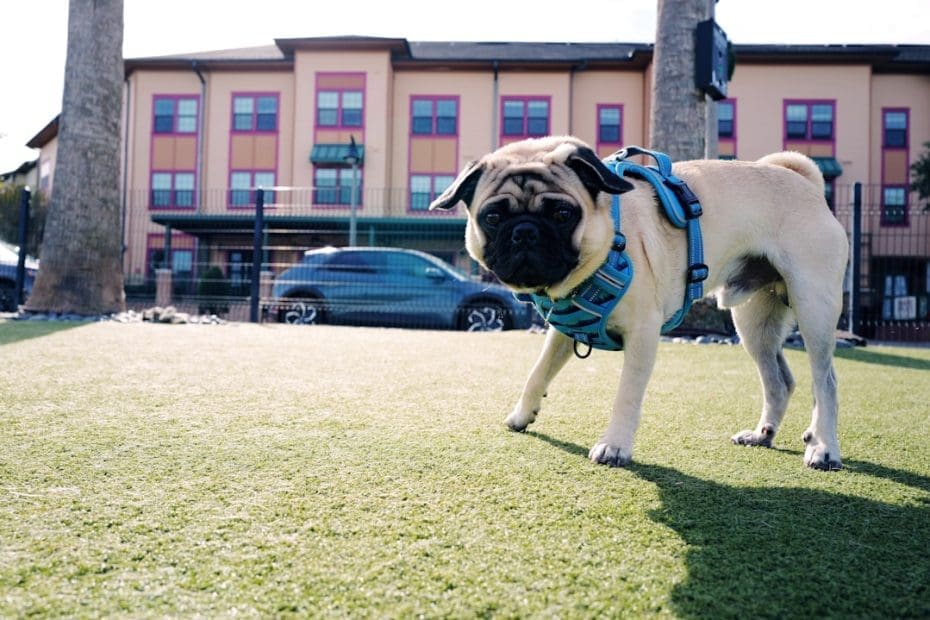 anxiety alert — 7 Steps to Train Your Dog to Alert to Anxiety: Complete Task Training Guide