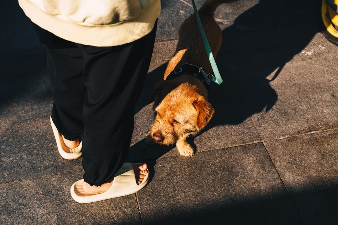 service dog burnout. A person walking a dog on a leash
