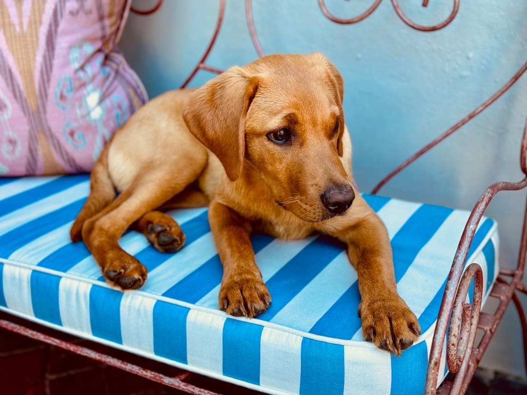 any dog. A brown dog laying on top of a blue and white bench