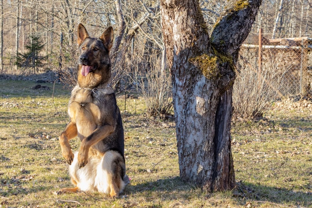 any dog. German shepherd dog sitting up next to a tree