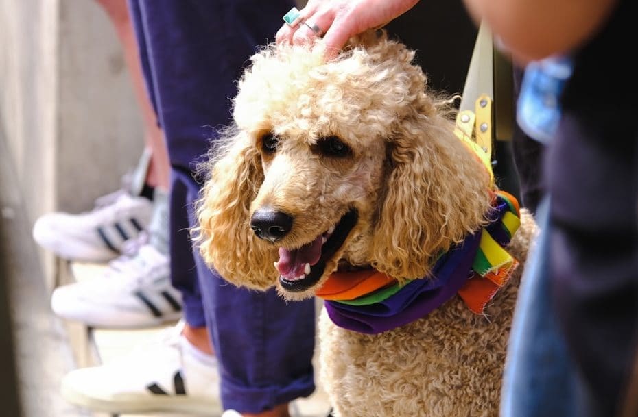 any dog — Can Any Dog Be a Service Dog? The Honest Answer About Suitability