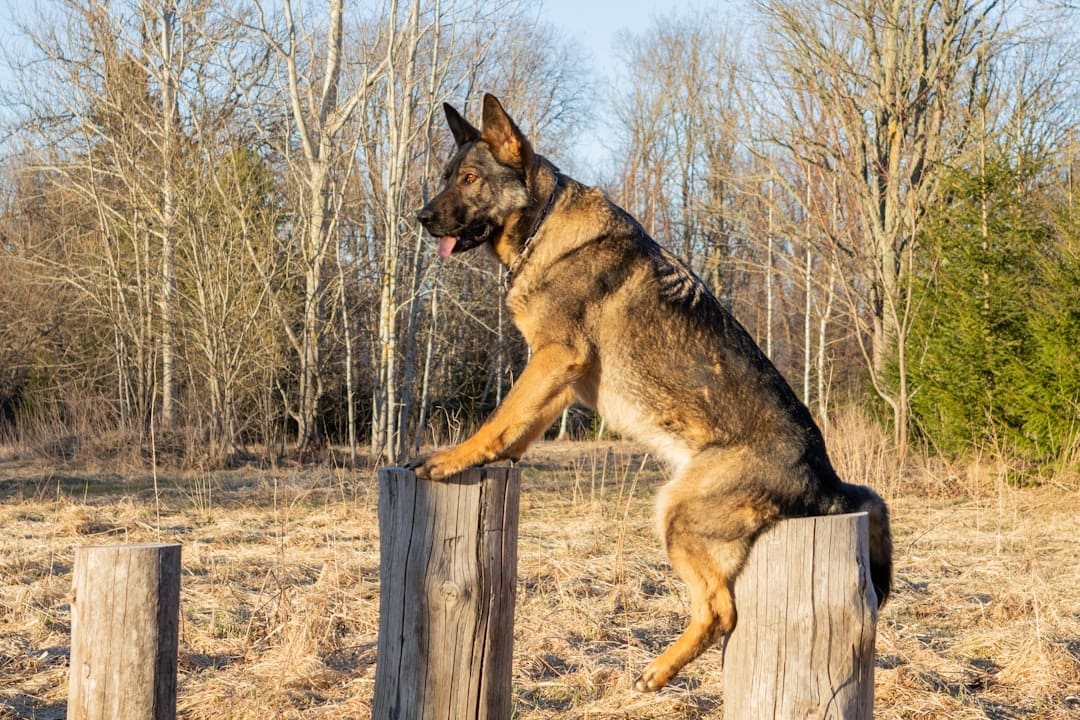 mobility assistance tasks — German shepherd dog balances on wooden posts outdoors